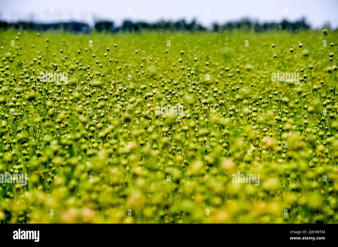 Vista su un campo di lino verso l'orizzonte nella regione di Noordwaard nei Paesi Bassi all'inizio dell'estate Foto Stock