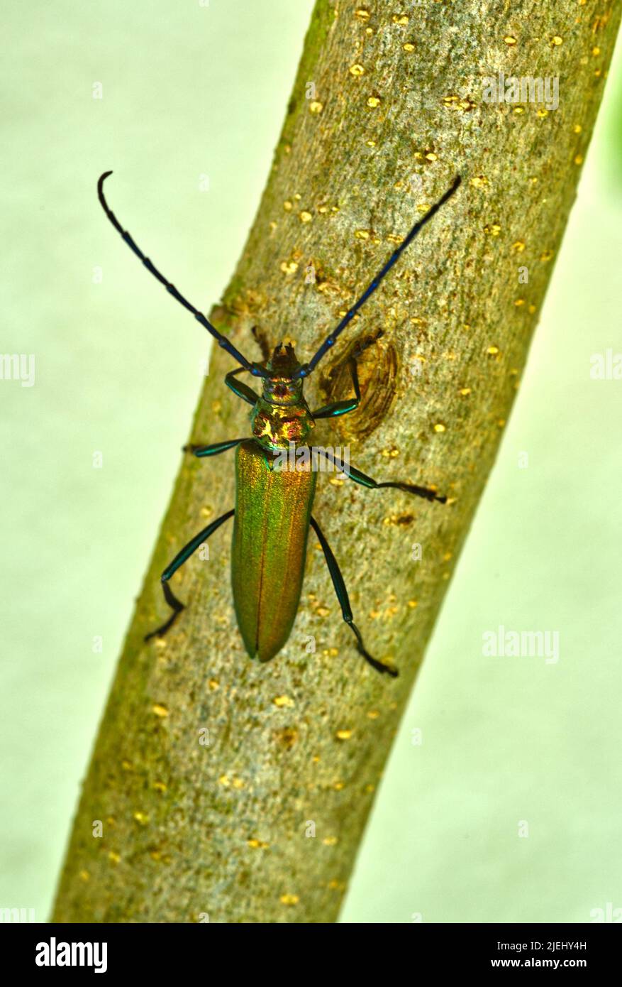 Primo piano del coleottero del Musk in colori coprenti e verdi Foto Stock