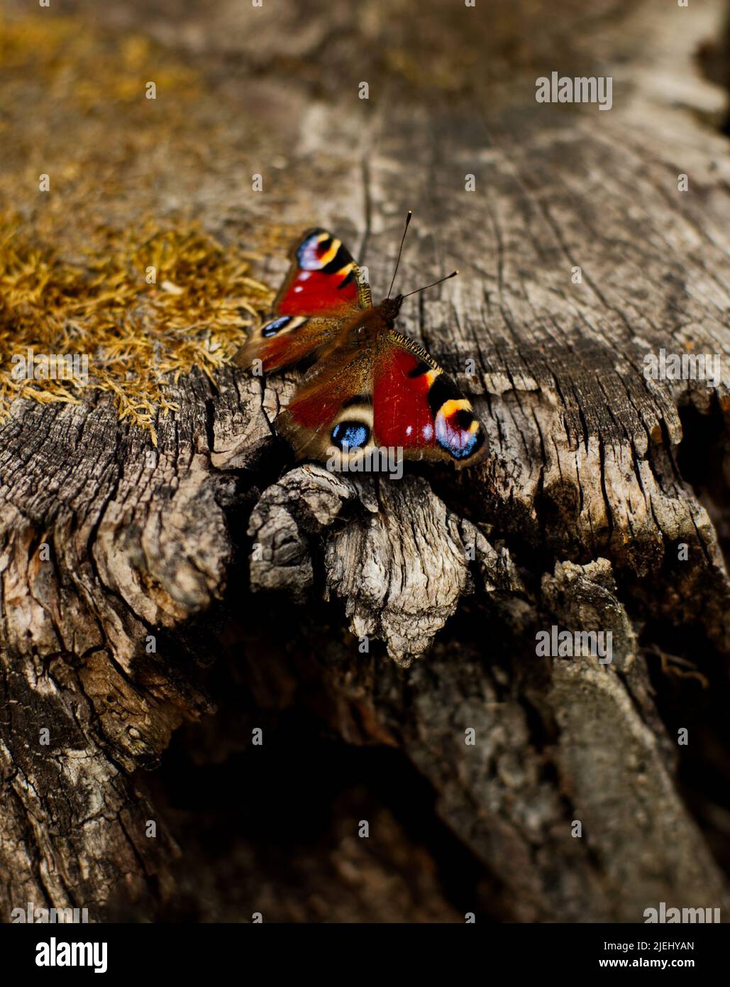 Farfalla di pavone europea (Aglais io) in colori molto luminosi seduti in un vecchio moncone Foto Stock