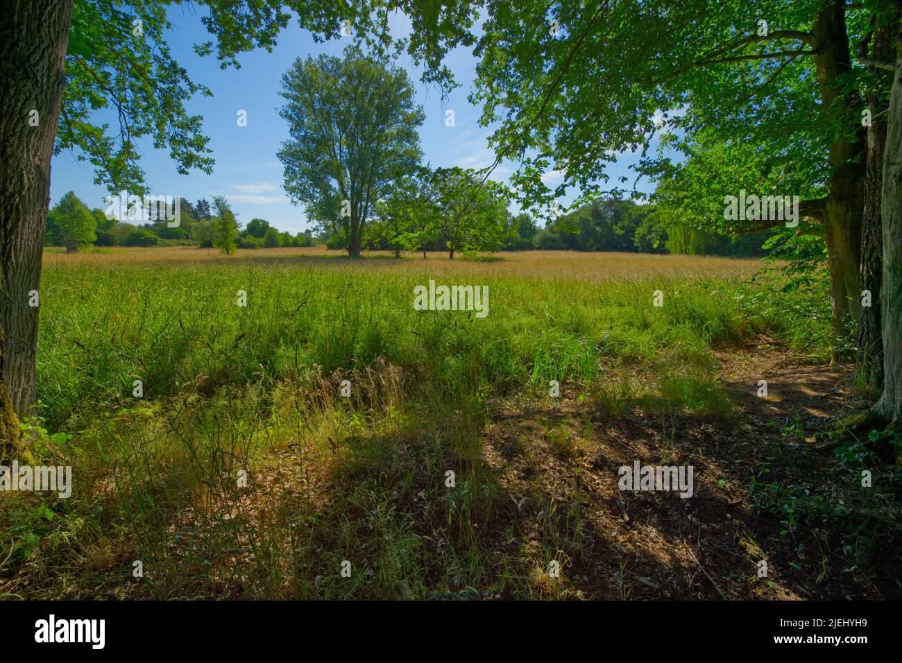 vista dal bordo ombreggiato di una foresta in un campo di granaio e un albero in luce solare brillante Foto Stock