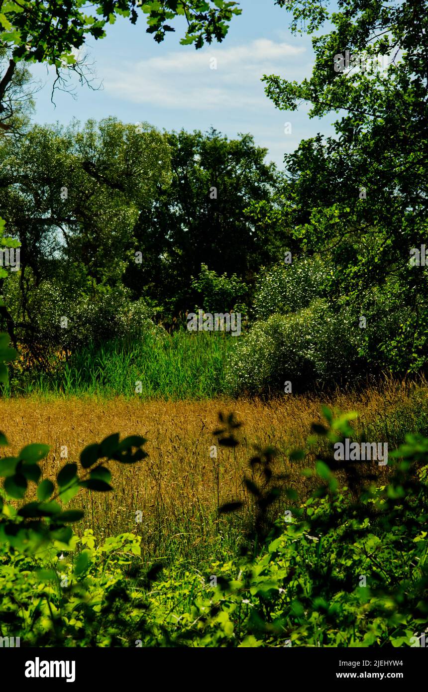 vista dal bordo della foresta in un campo di grigio tra verdi strisce di erba Foto Stock