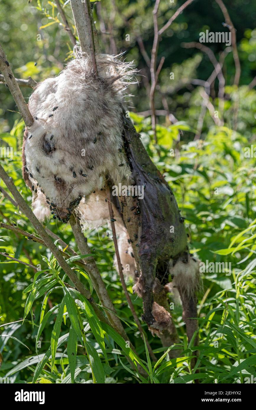 Leslie, Michigan - un opossum morto (Didelphis virginiana) in un piccolo albero, coperto di mosche. Foto Stock
