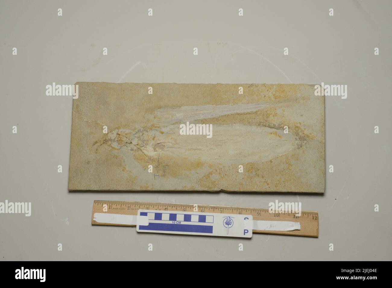 Plesioteutis prisca (Rüppell, 1829). Foto Stock