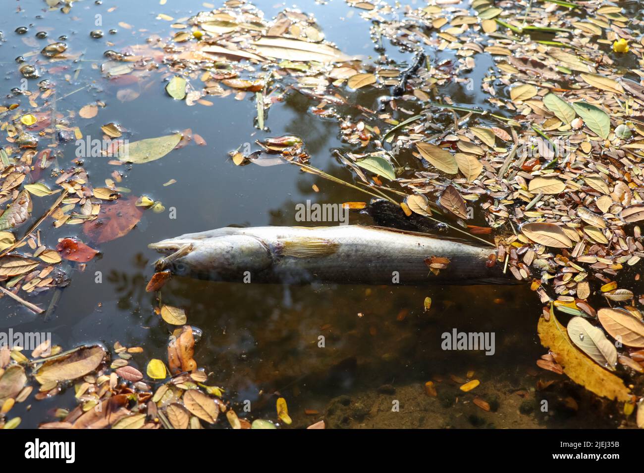 Pesci morti in un canale industriale e giorno Foto Stock