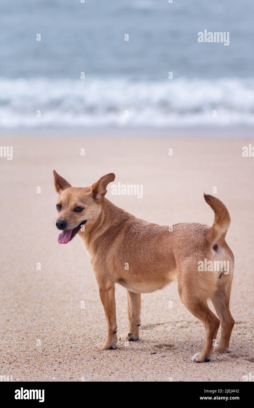 Cane con espressione sorridente e lingua fuori alla spiaggia. Un felice cane femmina di razza mista in piedi sulla sabbia Foto Stock