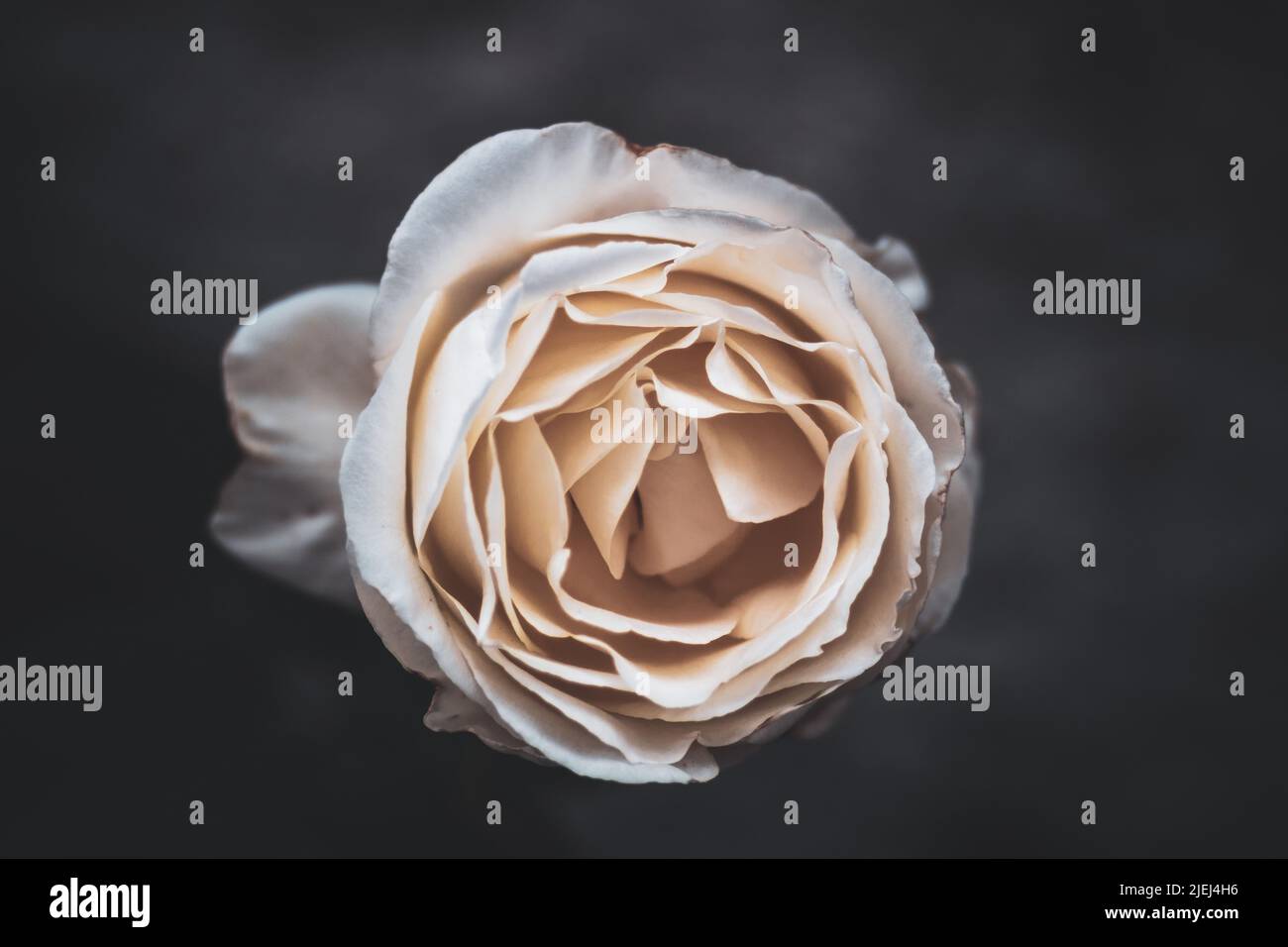 I petali di una rosa che si dispiegano in toni cremosi bianchi e beige e sfondo scuro sfocato. Vista ravvicinata dall'alto Foto Stock