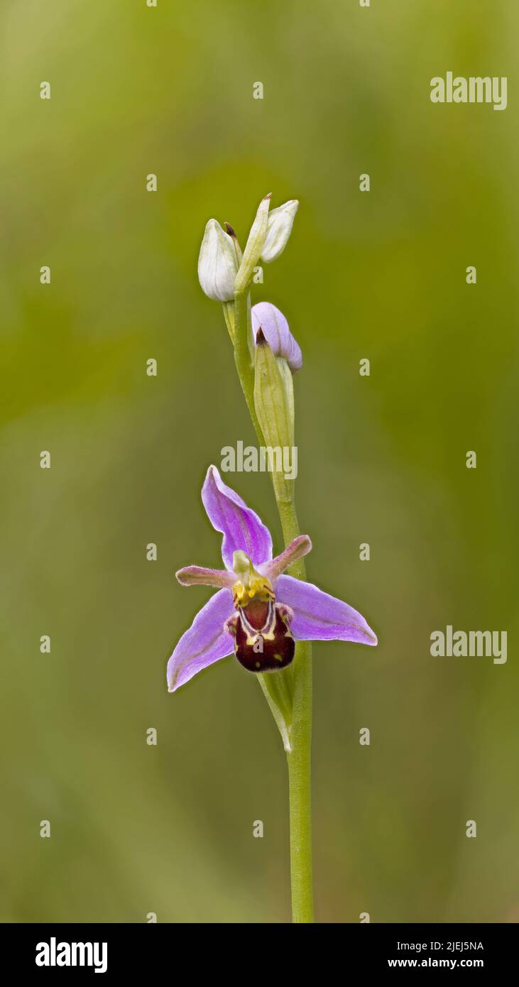 Bee Orchid (Ophrys apifera) Holt Norfolk GB UK Giugno 2022 Foto impilata Foto Stock
