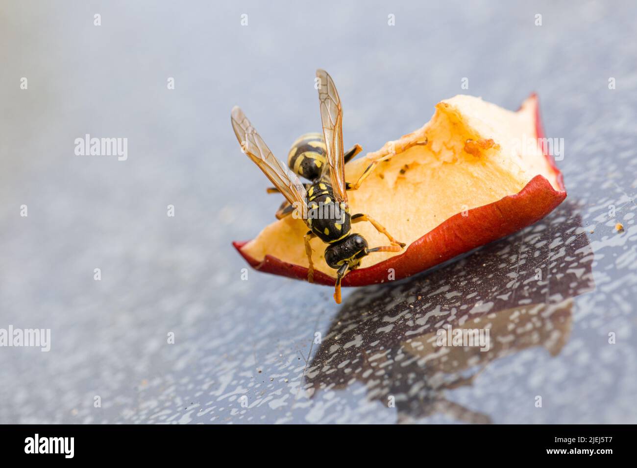 il wasp sta mangiando alla polpa di mela Foto Stock