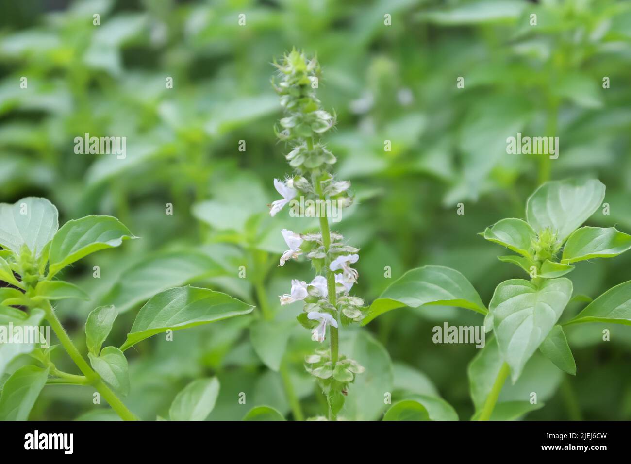 Basilico peloso stanno crescendo e foglia verde Foto Stock