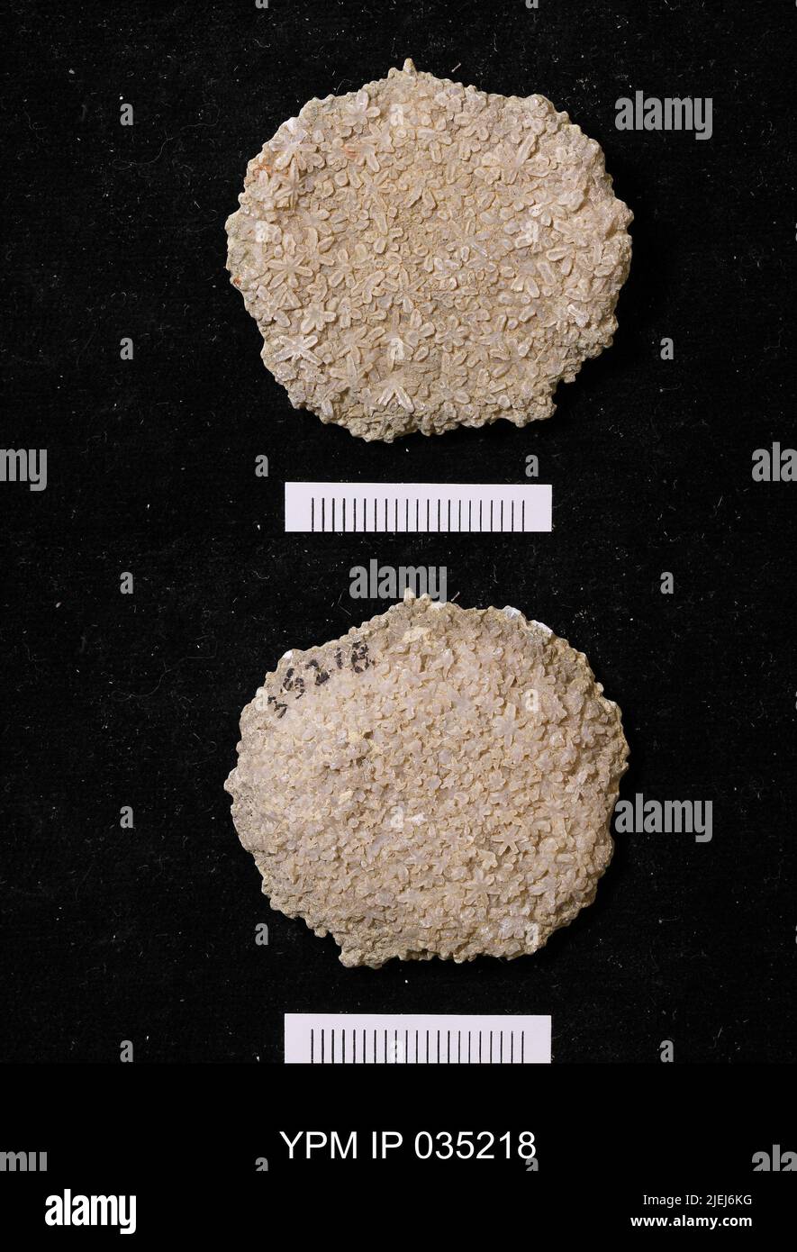 Astraeospongium meniscus (Romer). Foto Stock