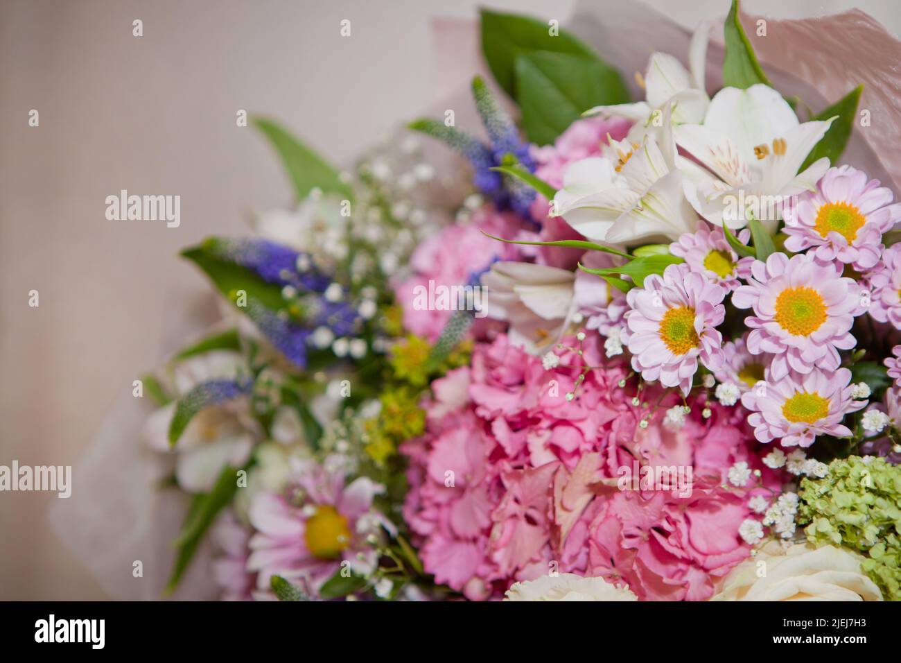 bouquet enorme con fiori di hudrongea viola di hortensia rosa su sfondo bianco. Atmosfera romantica Foto Stock