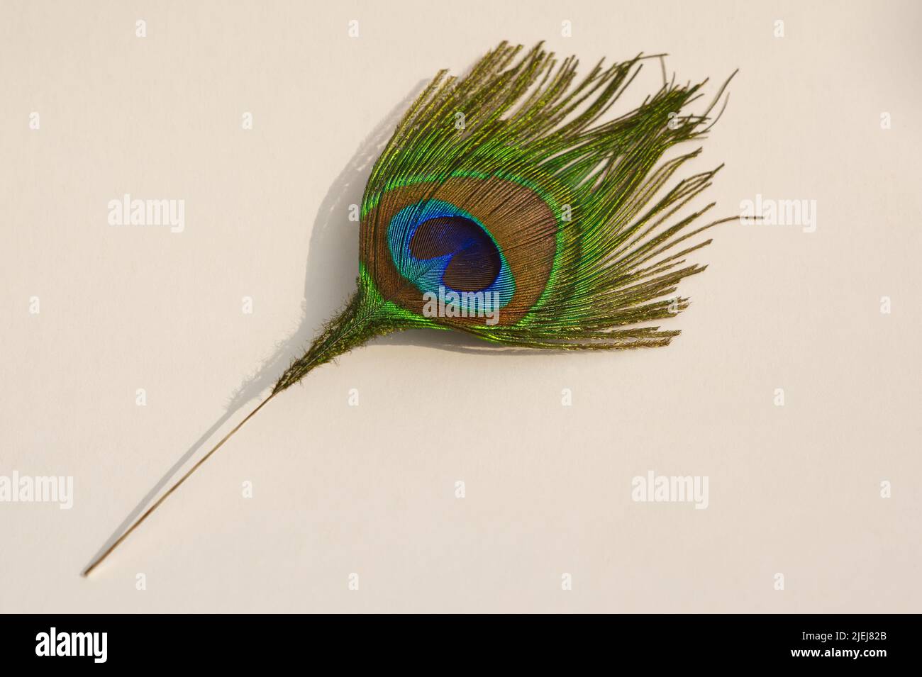 Primo piano dettaglio di piuma di pavone su sfondo bianco. Pavo, Phasianidae. Foto Stock