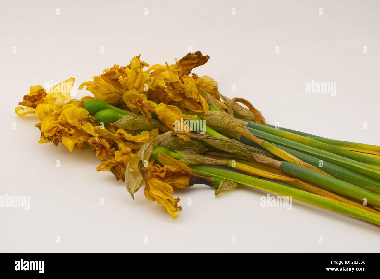 Mazzo di morti e di daffodils asciugati su uno sfondo bianco. Narcissus pseudonarcisis, Amaryllidaceae. Foto Stock