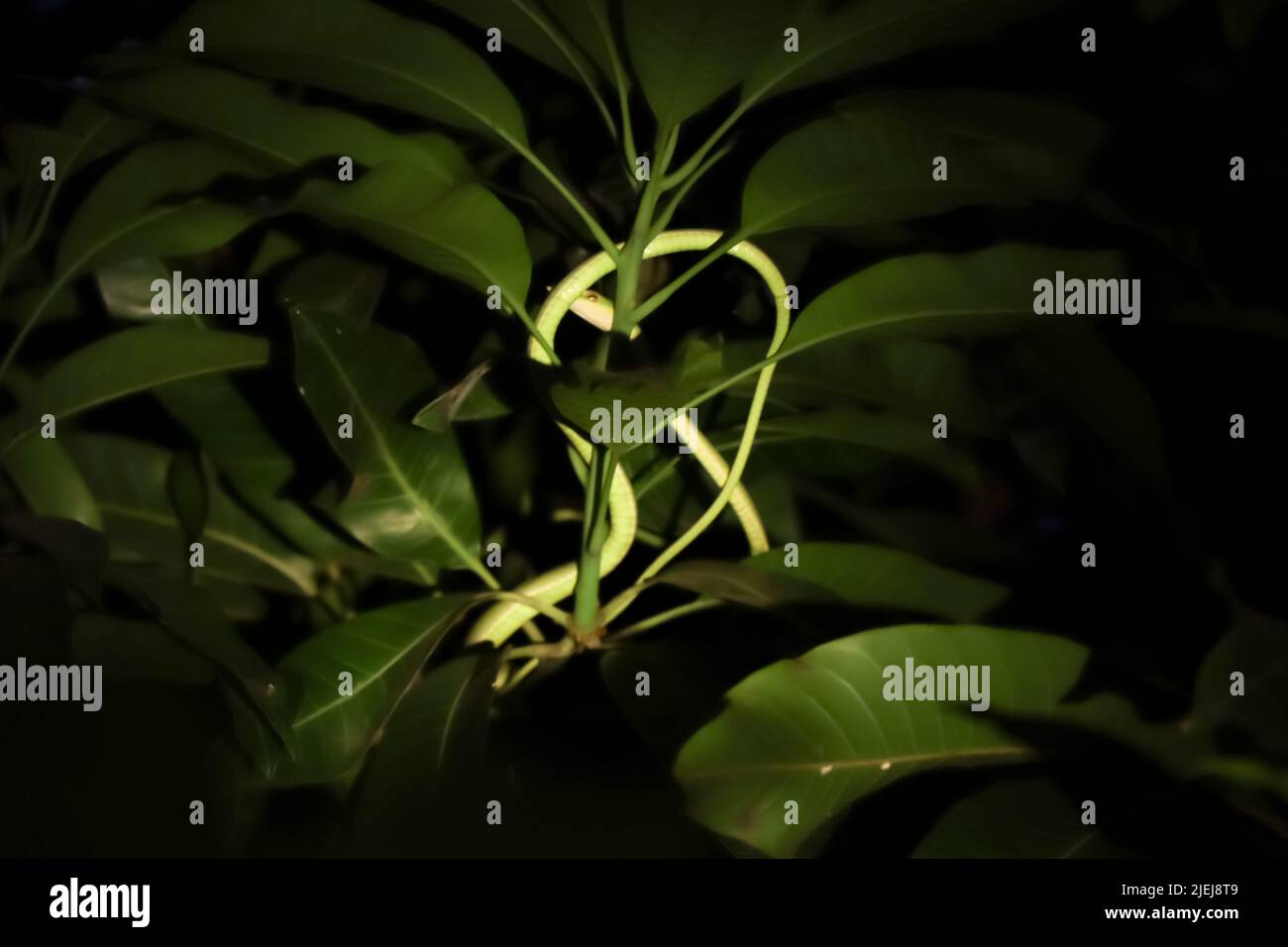 Serpente orientale sull'albero di notte e sfocatura Foto Stock