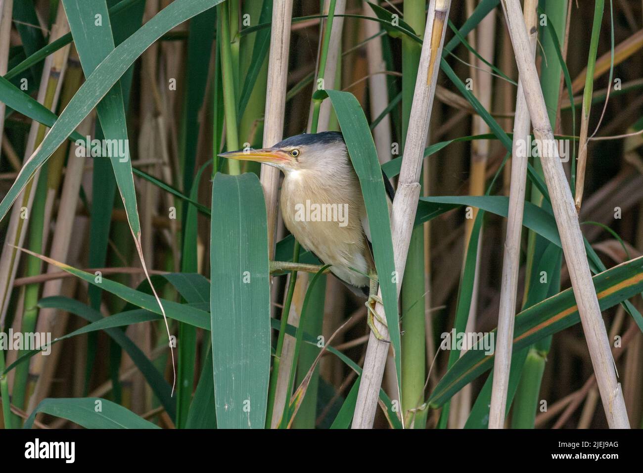 Comune piccolo bittero, Iobrychus minutus, Comunidad valenciana zone umide, Spagna Foto Stock