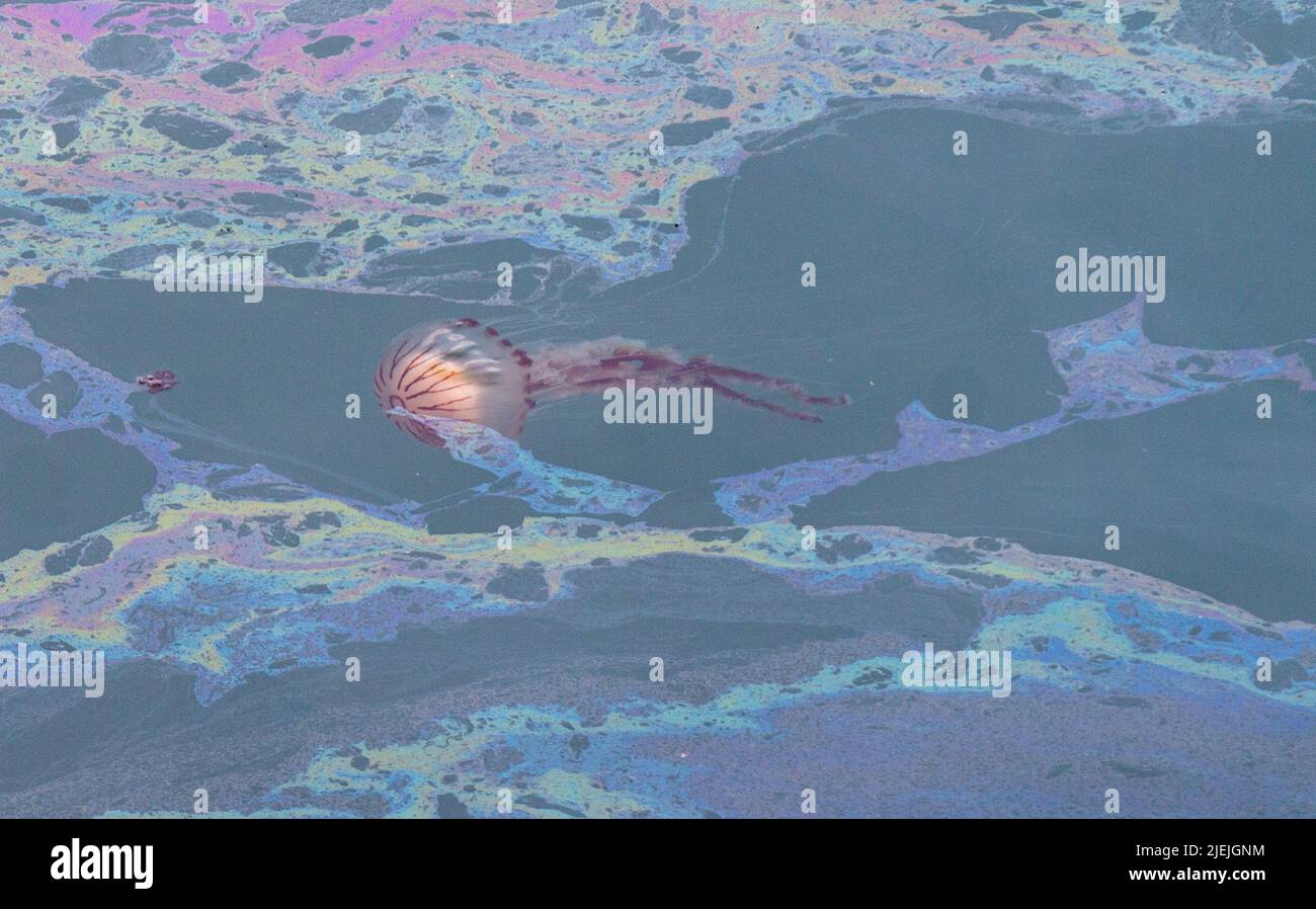 Medusa bussola Chrysaora hysoscella nuoto attraverso carburante o olio inquinamento fuoriuscite. Foto Stock