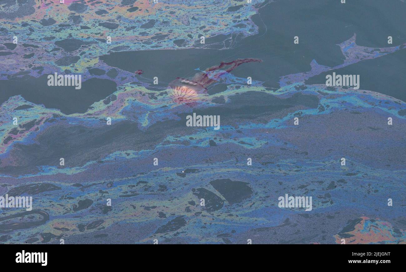 Medusa bussola Chrysaora hysoscella nuoto attraverso carburante o olio inquinamento fuoriuscite. Foto Stock