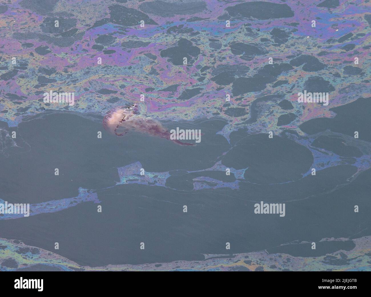 Medusa bussola Chrysaora hysoscella nuoto attraverso carburante o olio inquinamento fuoriuscite. Foto Stock