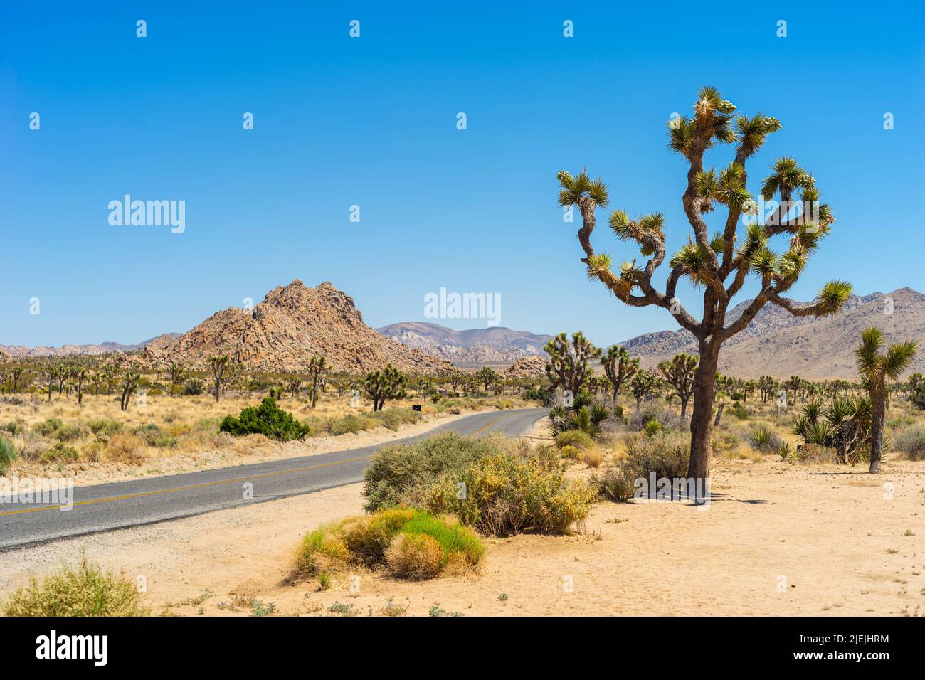 Joshua Tree National Park, California. Strada che attraversa il parco con sabbia, colline/montagne e alberi di Giosuè su entrambi i lati. California, California, USA Foto Stock