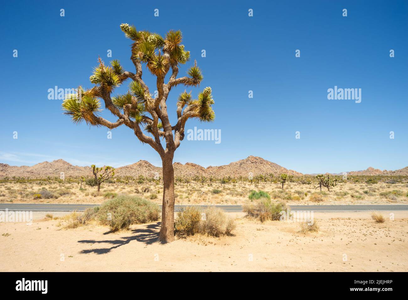 Joshua Tree National Park, California. Strada che attraversa il parco. La fotografia mostra un singolo albero di Giosuè con lo sfondo di molti altri alberi, sabbia e colline Foto Stock