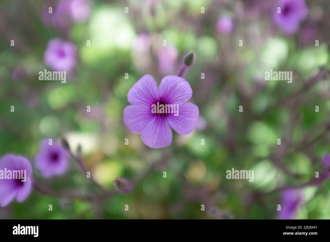 Il geranio Maderense, noto anche come Giant Herb-Robert o Madeira Cranesbill, è una pianta fiorita originaria dell'isola portoghese di Madeira. Foto Stock