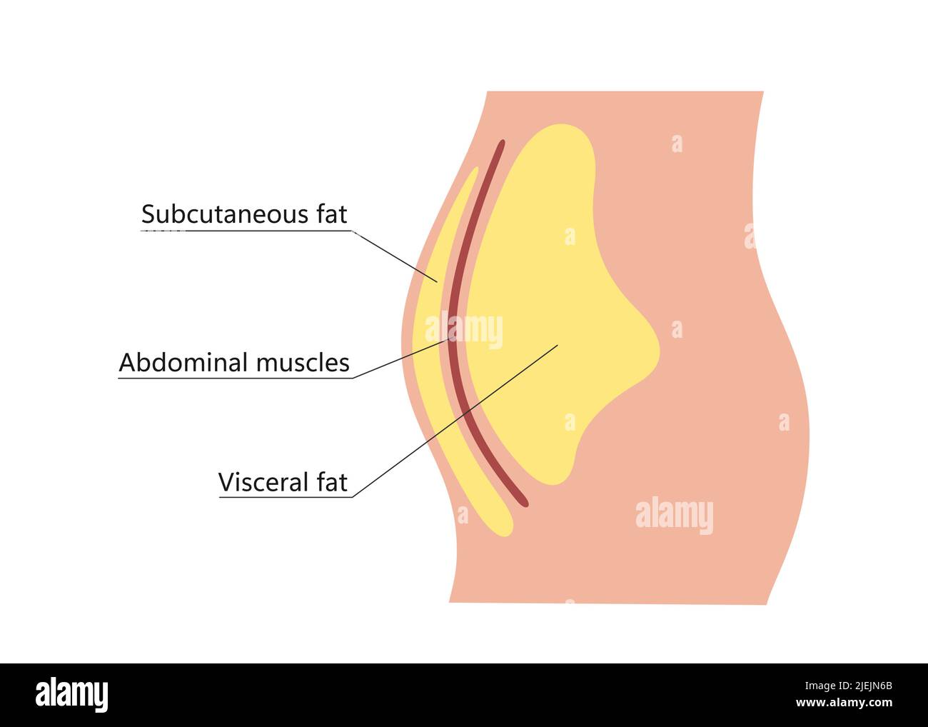Grasso viscerale e sottocutaneo intorno alla linea della vita. Posizione del grasso viscerale nella cavità addominale. Tipi di obesità umana. Schema medico. Vettore Illustrazione Vettoriale