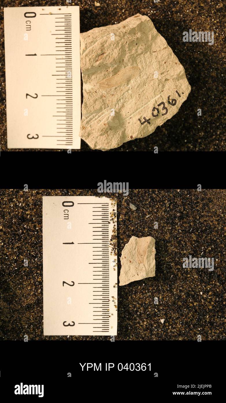 Probnis speciosa Sellards. IPB.05168: Kansas. Contea di Dickinson. Elmo. Letti di insetto superiore 2 in N strada tagliata, 20-100 piedi W di culvert, & letto di insetto inferiore, in disegno circa 600 piedi un po 'W di N di quel taglio, 3 mi S & .7 mi e di crocevia a se cor. Di Elmo. [E-101; 3496/C]. Coll: Dunbar, C. O. 1921. Primo Permiano. GRP Sumner Wellington, FM. Elmo LS MBR.; Foto Stock