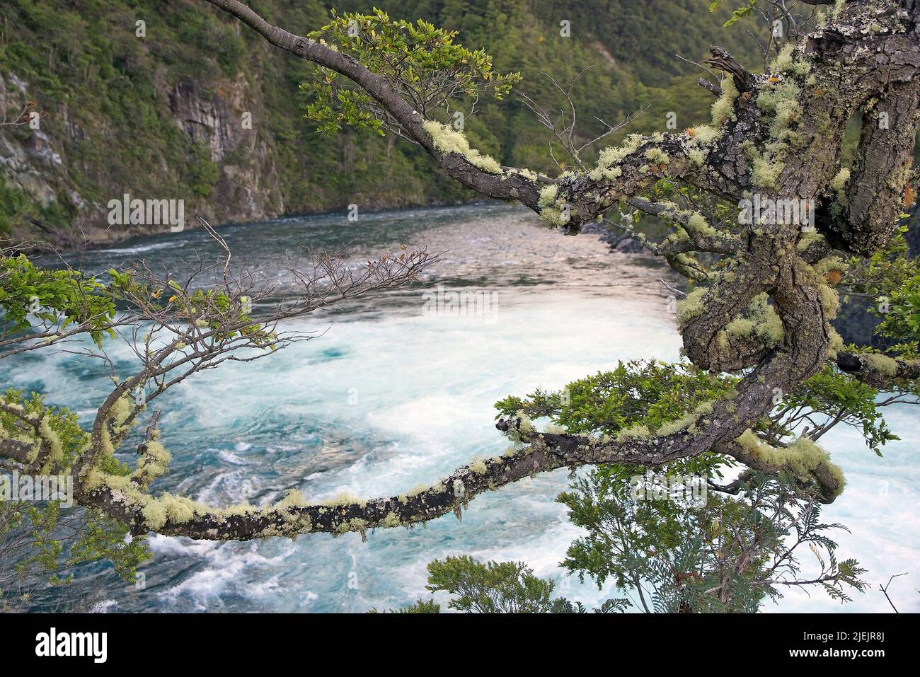 Muschio su un albero rami sopra la Petrohue Waterfsall nel Vincente Perez Rosales National Park, Cile Foto Stock