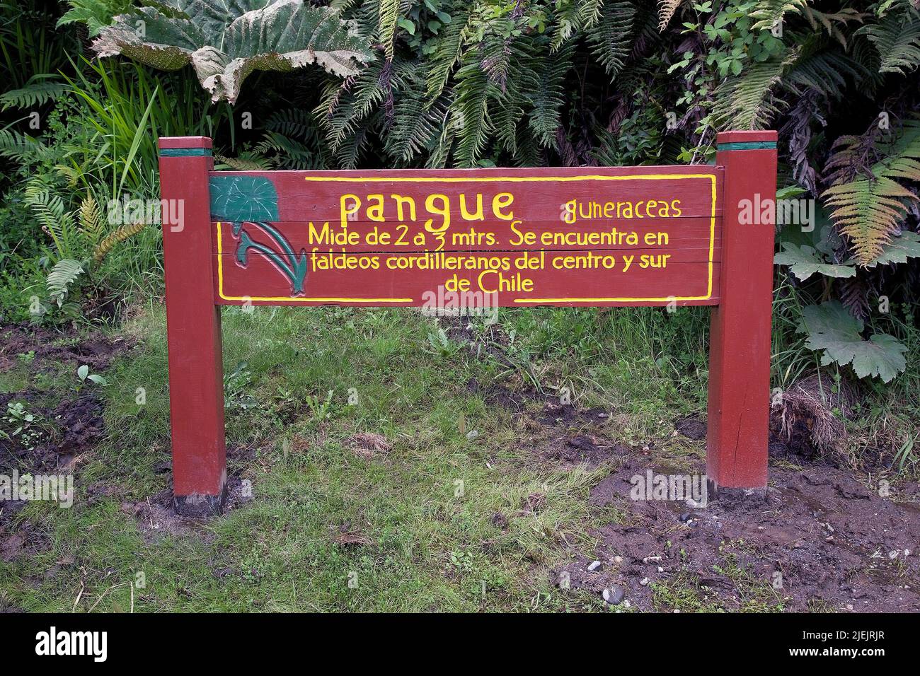 Pangue o Nalca (Gunnera tinctoria) nella località Peulla sul lago Todos Los Santos, Cile. È una specie vegetale originaria del Chil meridionale Foto Stock