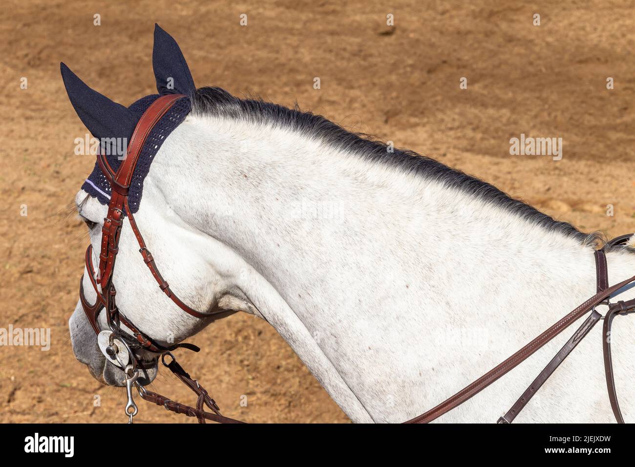 Grigio testa a cavallo bianca testa a testa di cavallo sovrastante evento equestre foto close-up. Foto Stock