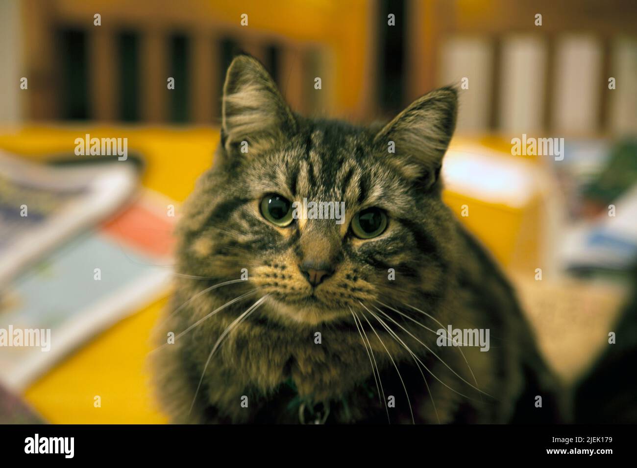 tabby a capelli lunghi tom cat Foto Stock