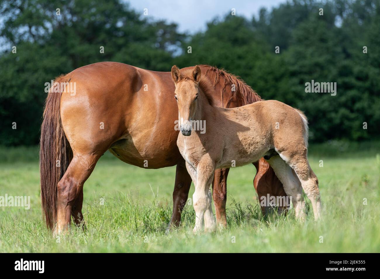 Suffolk Punch tira cavallo, ora una razza rara, con il suo nemico. Somerset, Regno Unito. Foto Stock