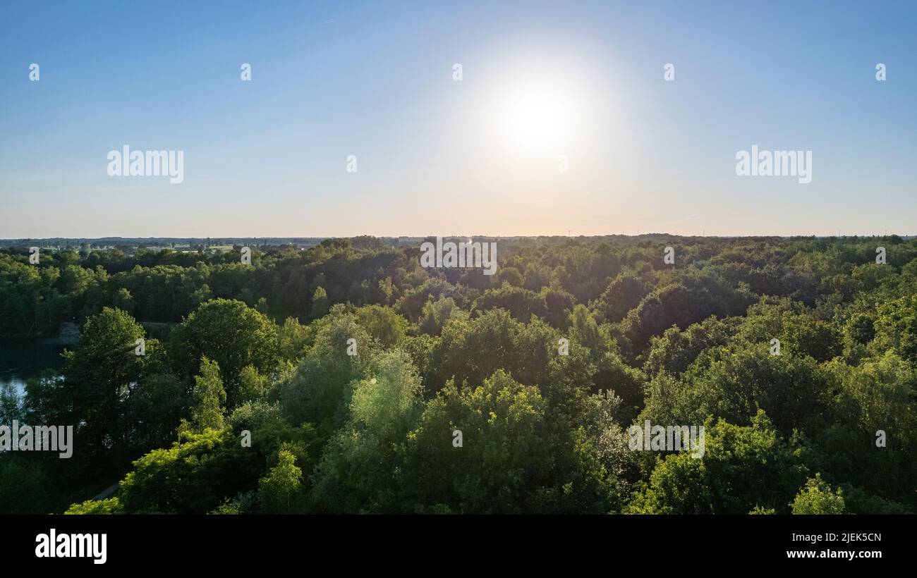 Vista dall'alto della fitta pineta con tettoie di alberi di abete verde e colorate e lussureggianti tettoie al tramonto. Foto di alta qualità Foto Stock