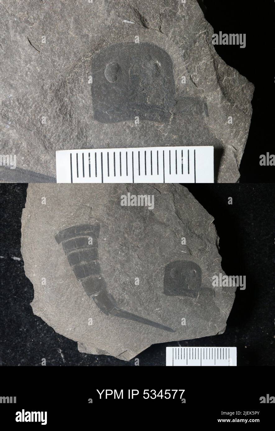 Eurypterida HYPOTYPE. Foto Stock