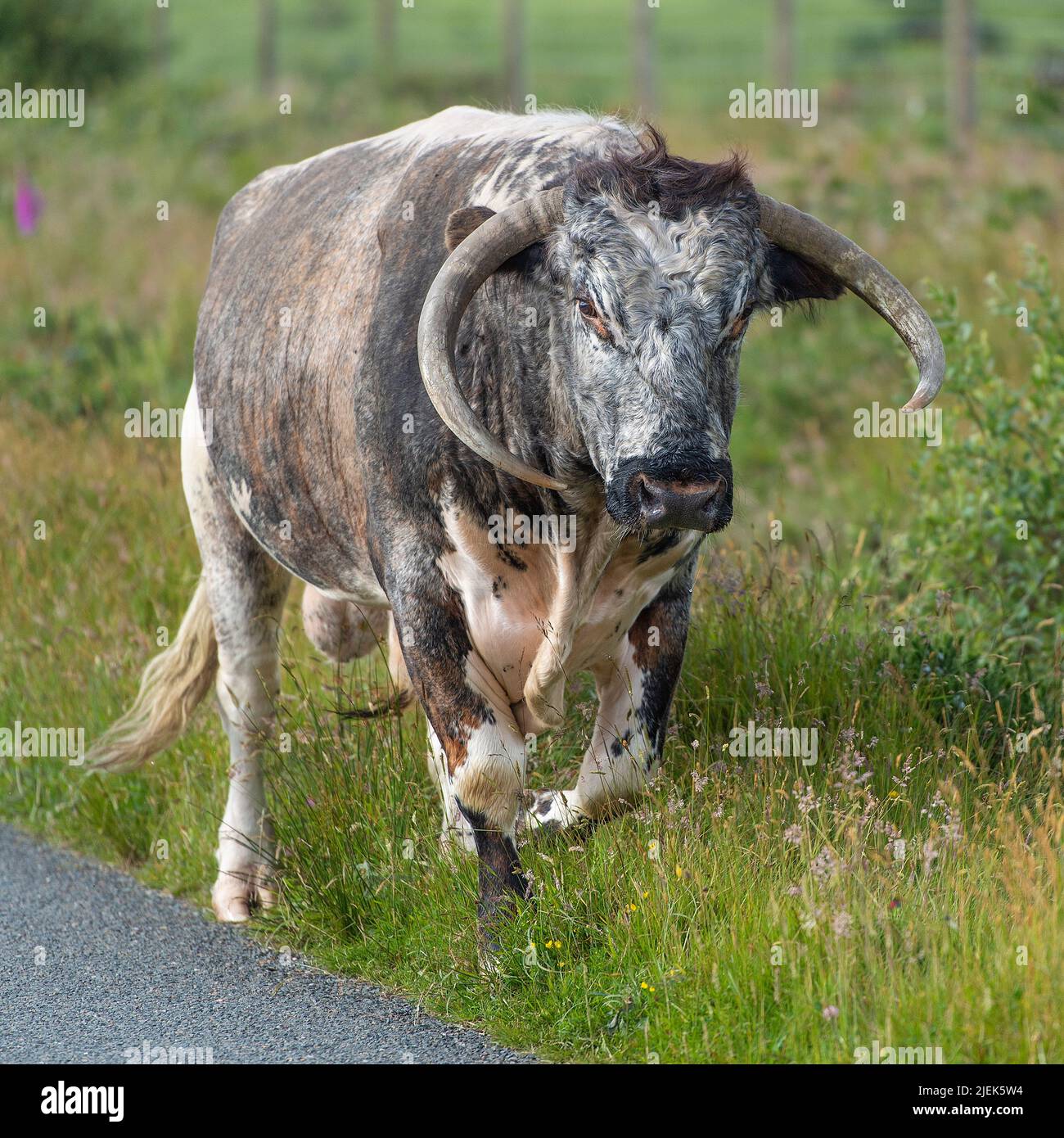 longhorn bull Foto Stock