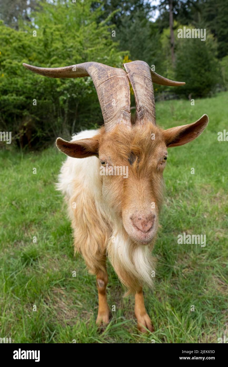Issaquah, Washington, Stati Uniti. Primo piano ritratto di una razza patrimonio raro, Golden Gurnsey billy capra con corna lunghe. Foto Stock