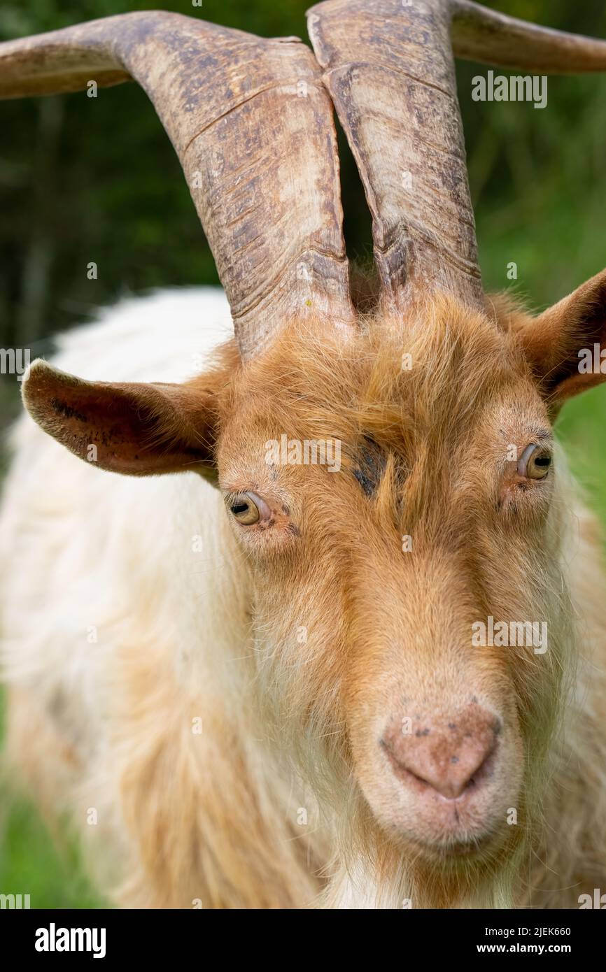 Issaquah, Washington, Stati Uniti. Faccia di una razza rara del patrimonio, capra di billy di Gurnsey d'oro con le corna lunghe. Foto Stock