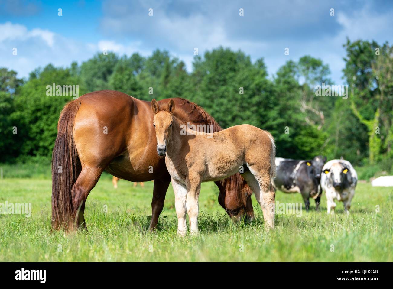 Suffolk Punch tira cavallo, ora una razza rara, con il suo nemico. Somerset, Regno Unito. Foto Stock