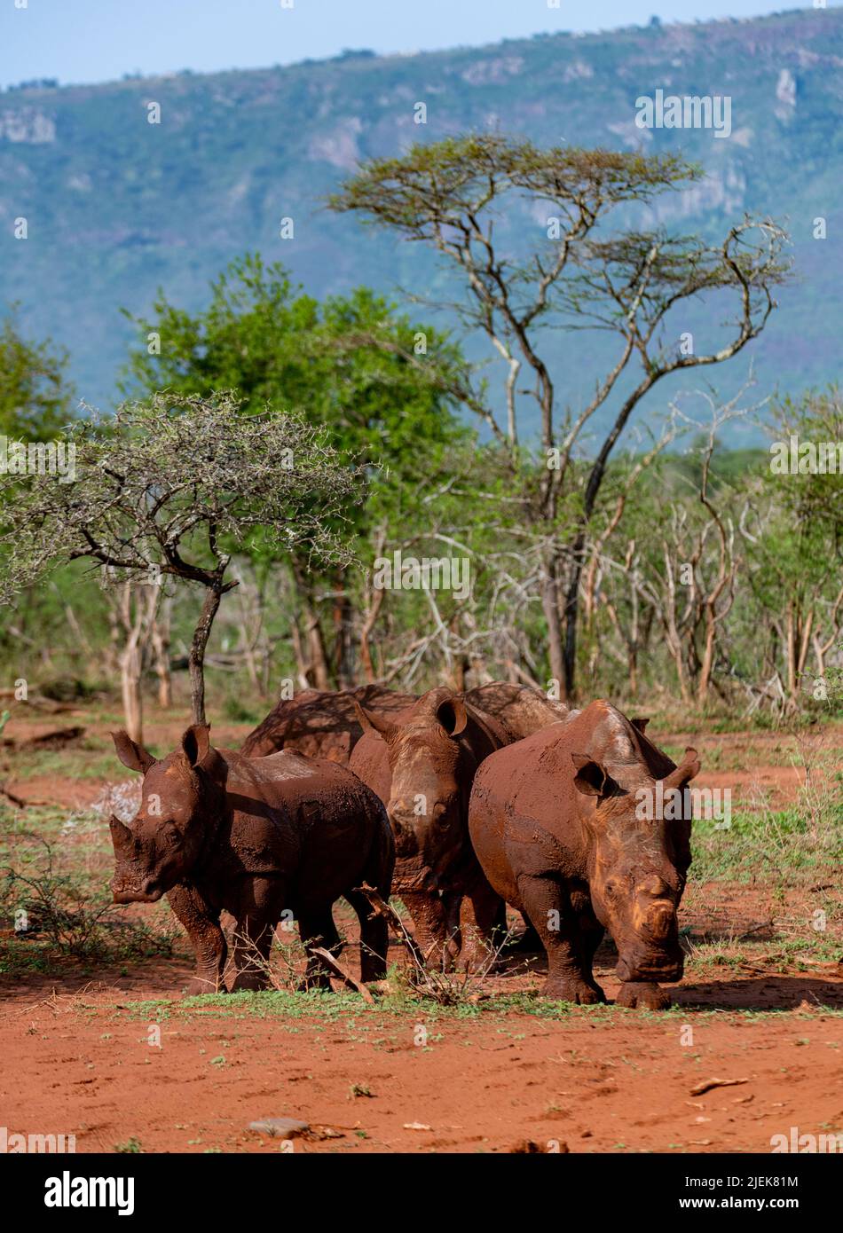 Rinocerosi bianca fangosa (Ceratotherium simum) in Zimanga Riserva privata, Sudafrica. Foto Stock