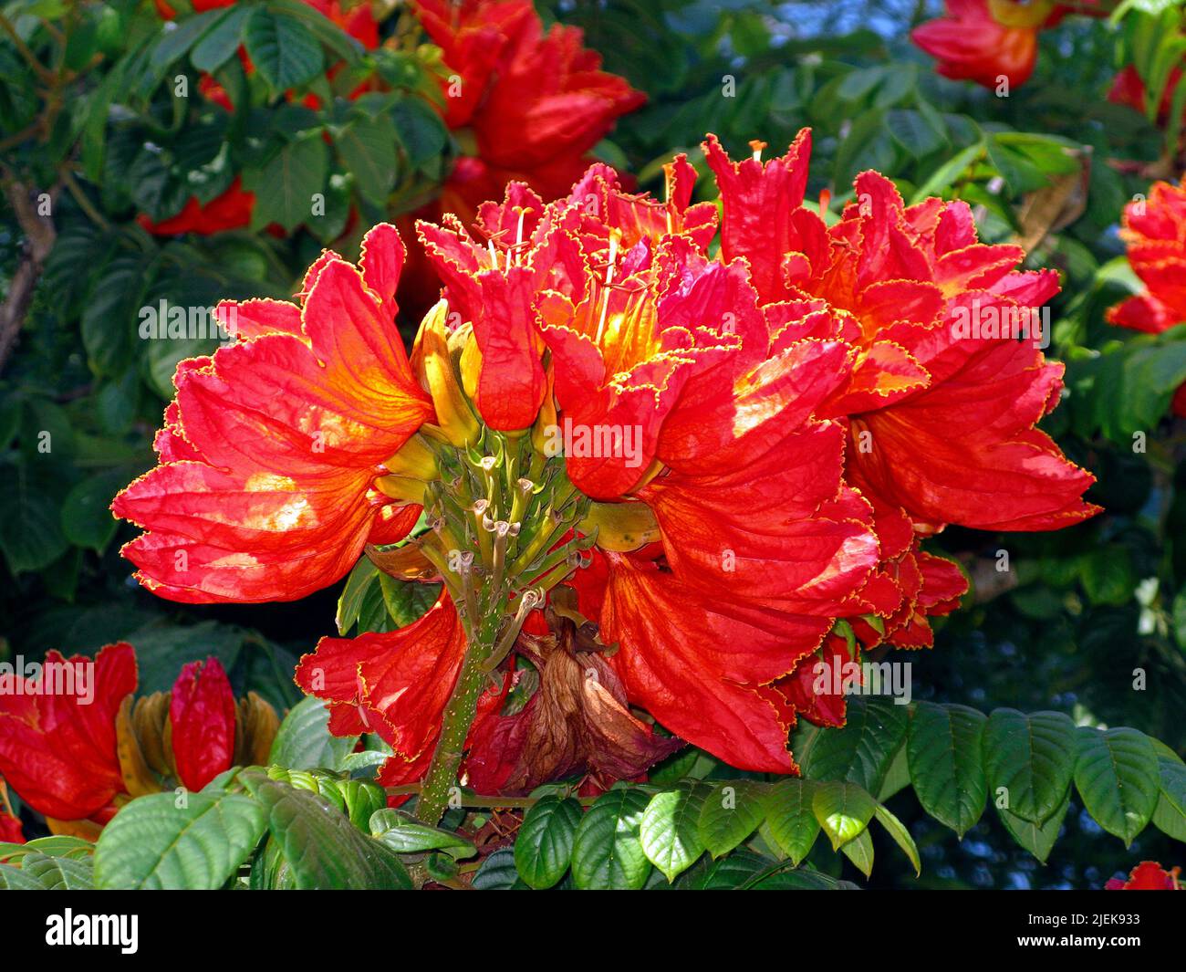 Fiori di un flamboyant, Flame Tree (Delonix regia), Porto Rico, Grand Canary, Isole Canarie, Spagna, Europa Foto Stock