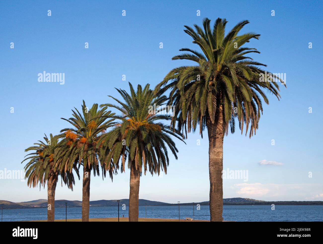 Palmeti in un prato sul fonte d'acqua di Orbetello, Maremma, Toscana, Italia Foto Stock