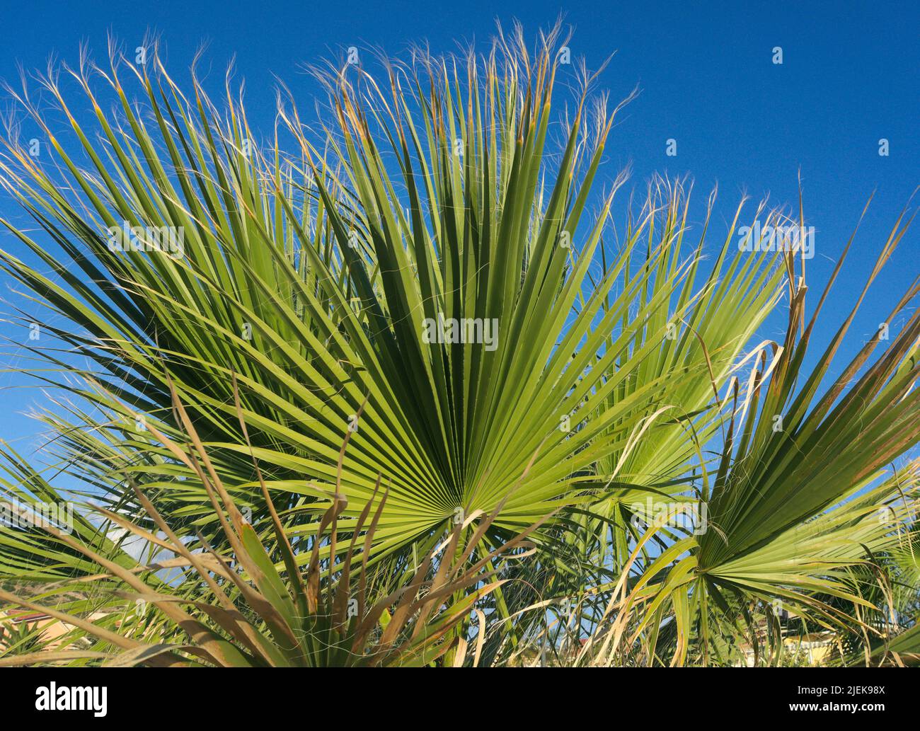 Palma della ventola (Trachycarpus Fortunei) Foto Stock