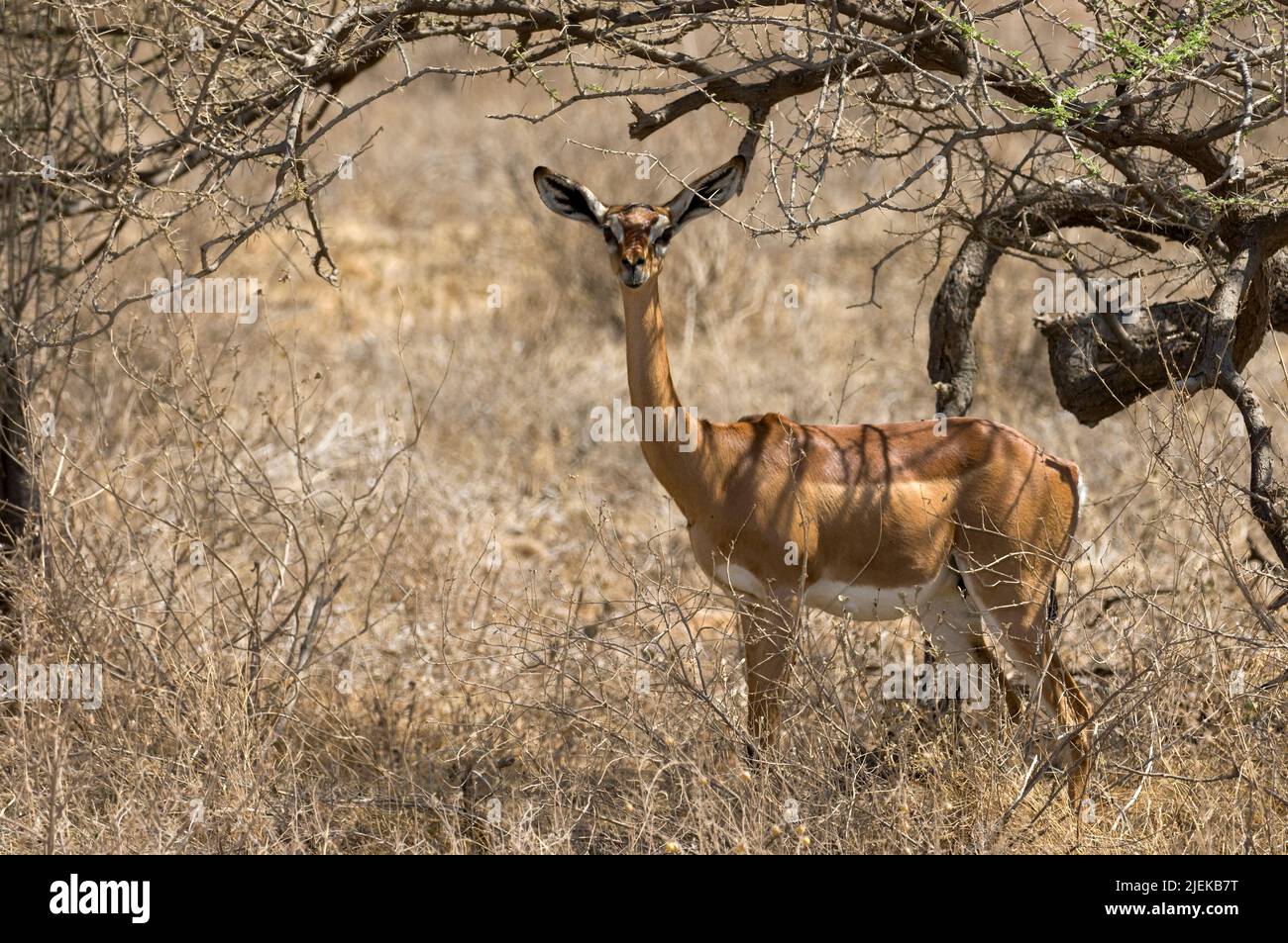 Gerenuk o Waller's Gazelle, Litocranius walleri, da Samburu NP, Kenya. Foto Stock
