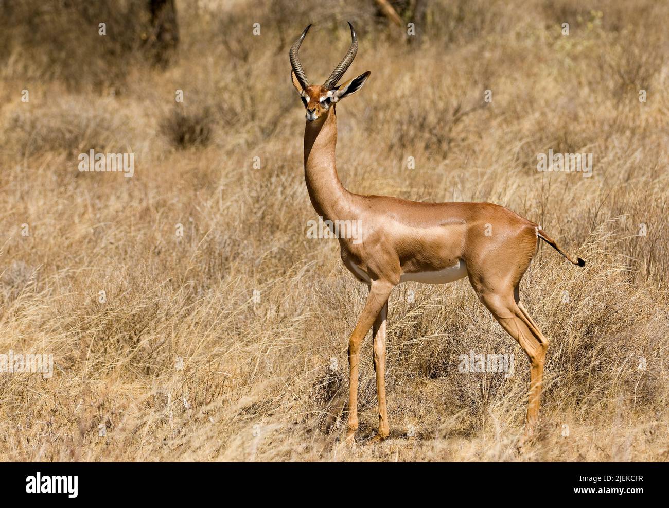 Maschio Gerenuk o Waller's Gazelle, Litocranius walleri, da Samburu NP, Kenya. Foto Stock