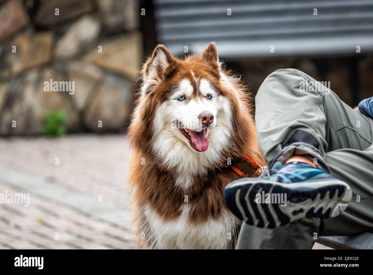 Divertente buon marrone e bianco con occhi blu senior vecchio Alaskan Malamute cane faccia closeup seduta dal proprietario sulla panca sorridendo con lingua fuori bocca su Foto Stock