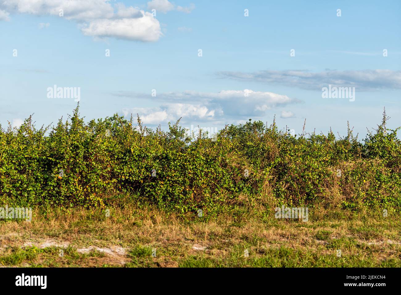 Southwest Florida fattoria campo agricolo con boschetto di alberi da frutta arancio raccolto vicino ft Myers pronto per il raccolto Foto Stock