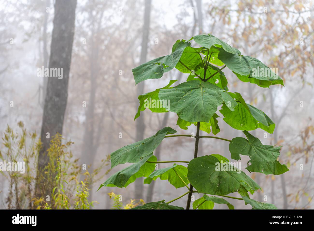 Empress Princess o giovane albero catalpa con grandi foglie verdi in nebbia mattutina tempo su Cedar Cliffs foresta sentiero escursionistico a Wintergreen Resort sci a. Foto Stock