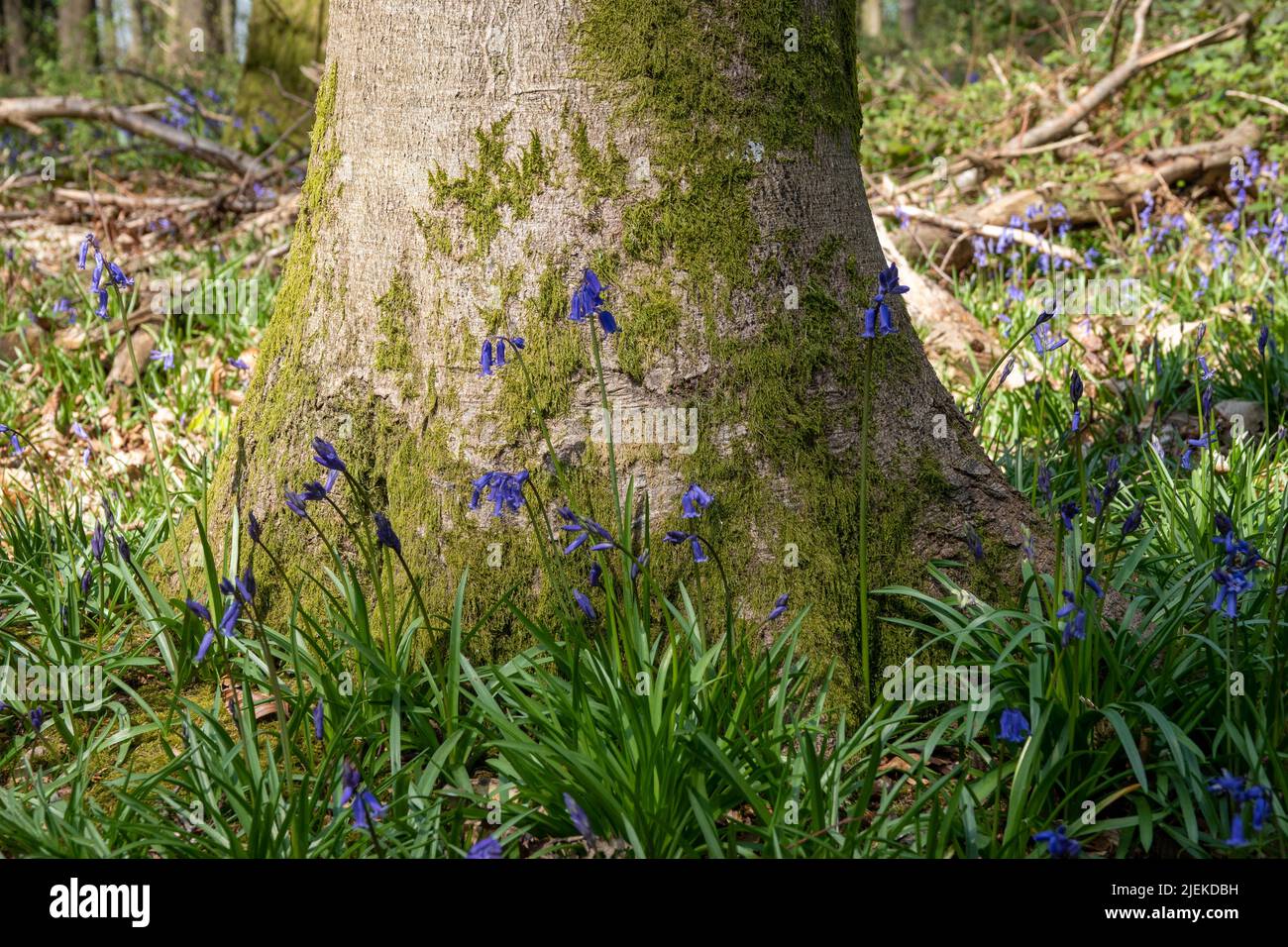 belle bluebells blu brillante che crescono intorno al tronco di un vecchio albero Foto Stock