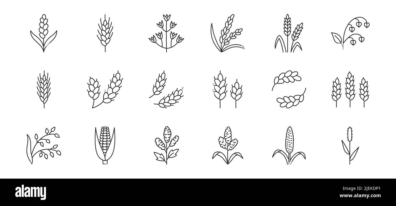 Illustrazione di barbatella di cereali compreso icone - miglio di perla, agricoltura, grano, orzo, riso, mais, erba timotea, grano saraceno, proso, sorgo. Li sottile Illustrazione Vettoriale