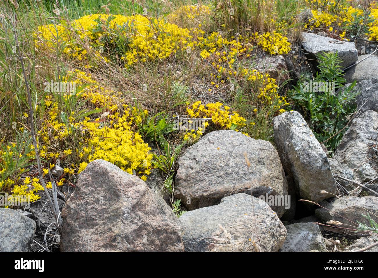 Sedum acro, pianta fiorente con fiori gialli tra le pietre, primo piano. Foto Stock